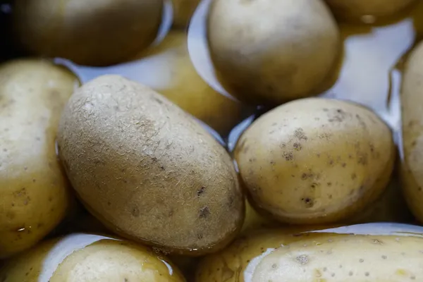 Potatoes — Photo 5