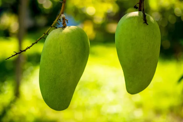 Mango — Photo 3