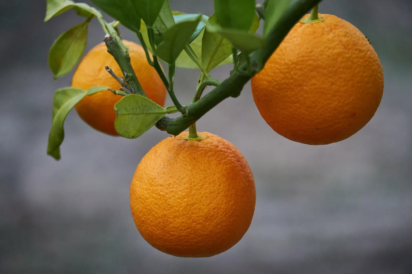 Oranges — Photo 5