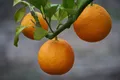 Oranges — Photo 5