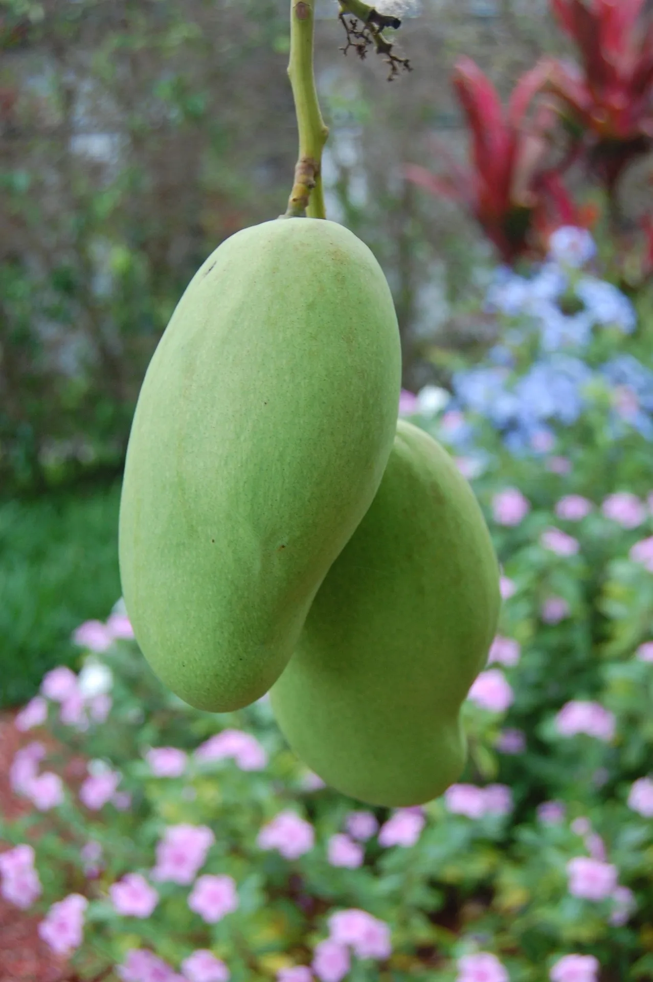 Mango — Photo 4