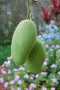 Mango — Photo 4
