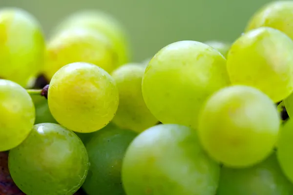 Table Grapes — Photo 5