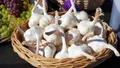 Garlic — Photo 6