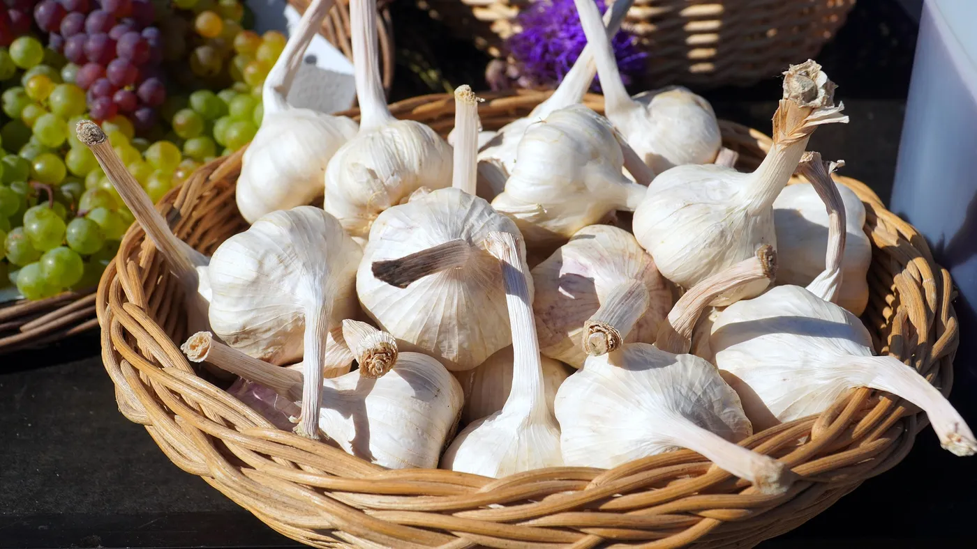 Garlic — Photo 6