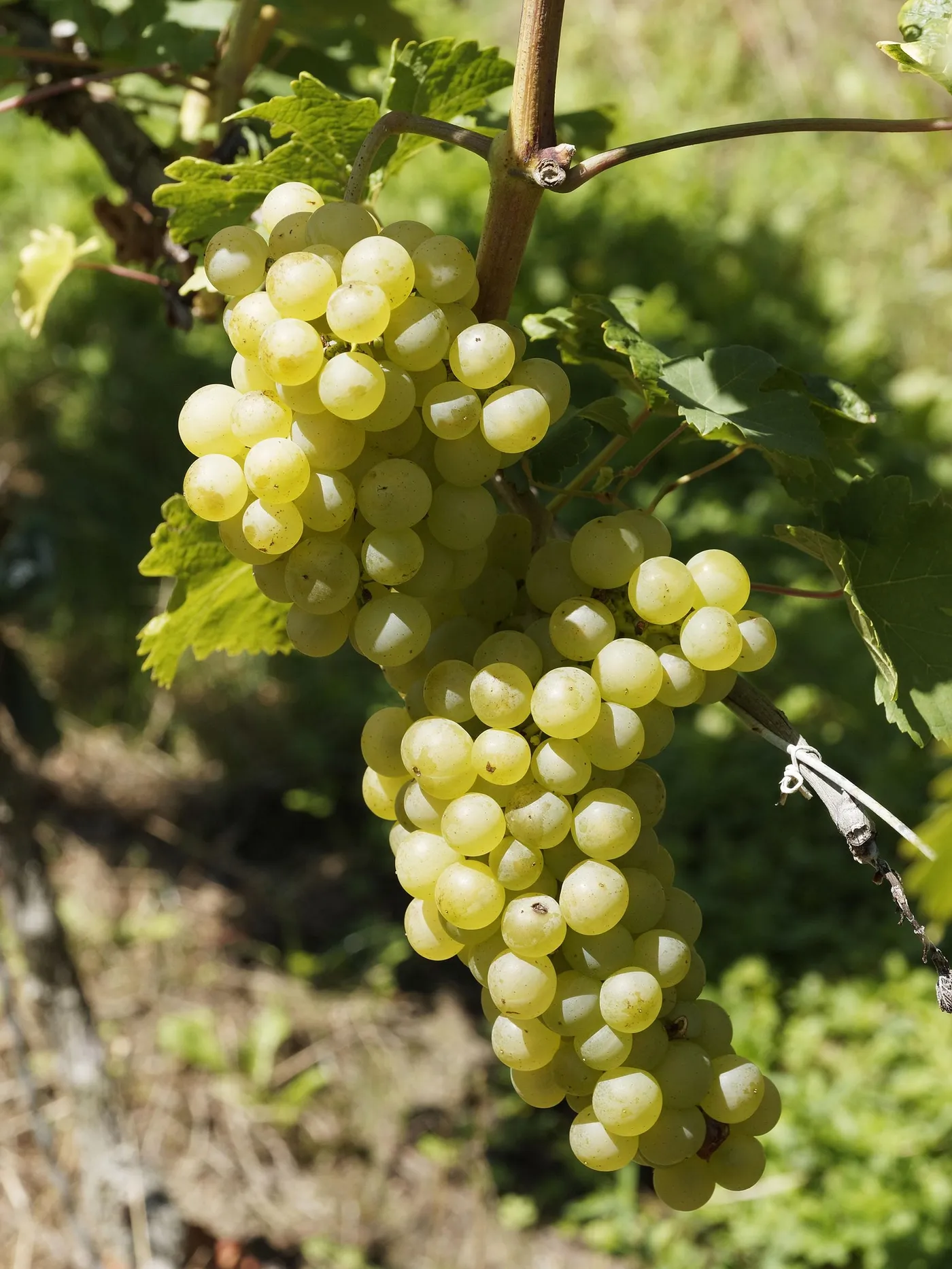Table Grapes — Photo 6
