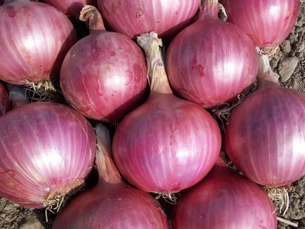 Red Onions — Photo 5