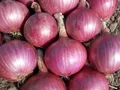 Red Onions — Photo 5