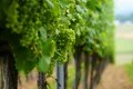 Table Grapes — Photo 7
