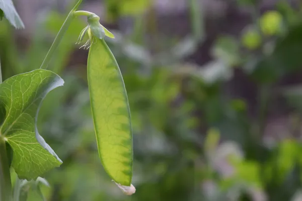 Mangetout — Photo 4