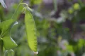 Mangetout — Photo 4