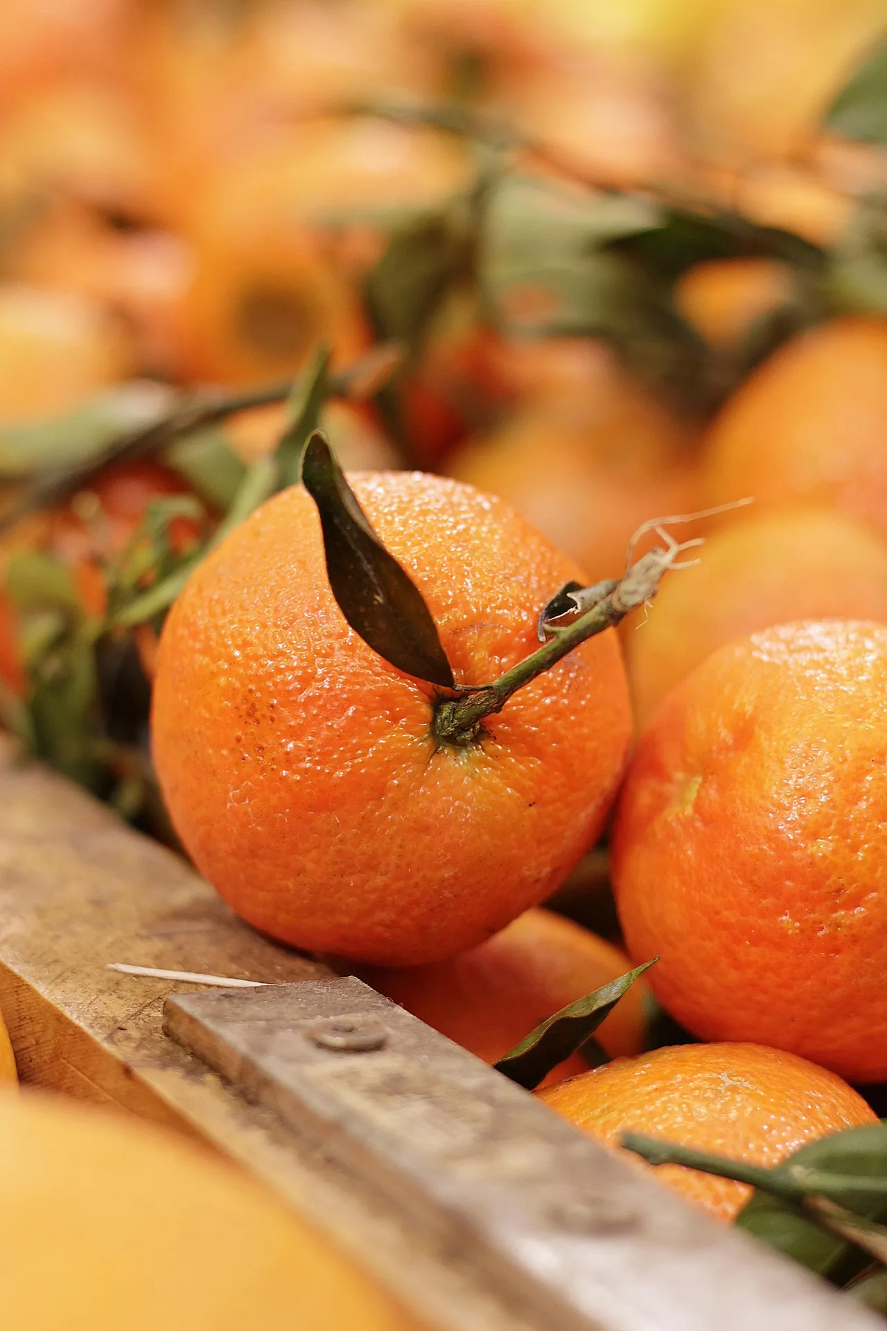 Oranges — Photo 6