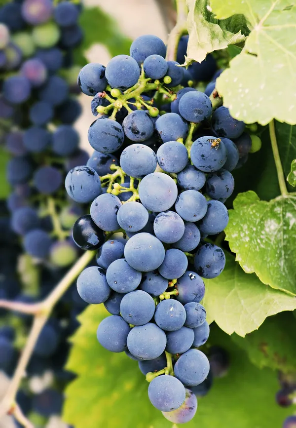 Black Seedless Grapes — Photo 5