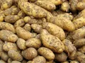 Potatoes — Photo 6
