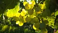 Table Grapes — Photo 8