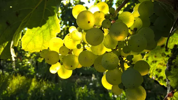 Table Grapes — Photo 8