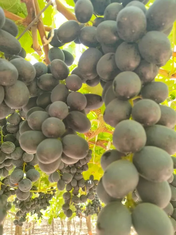 Black Seedless Grapes — Photo 1