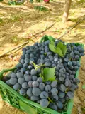 Black Seedless Grapes — Photo 2