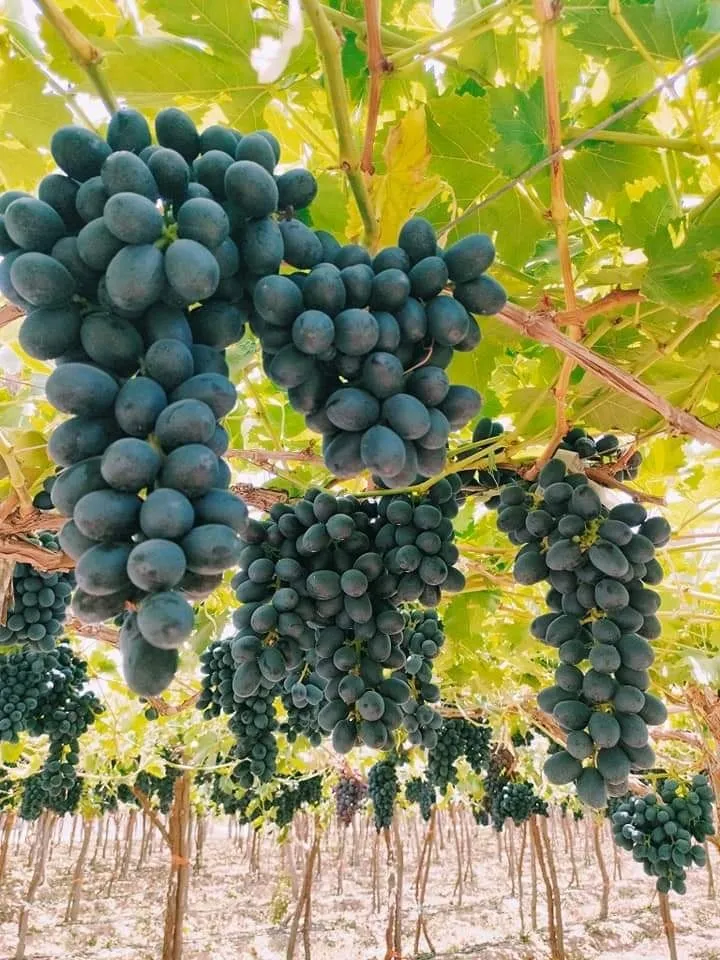 Black Seedless Grapes — Photo 4