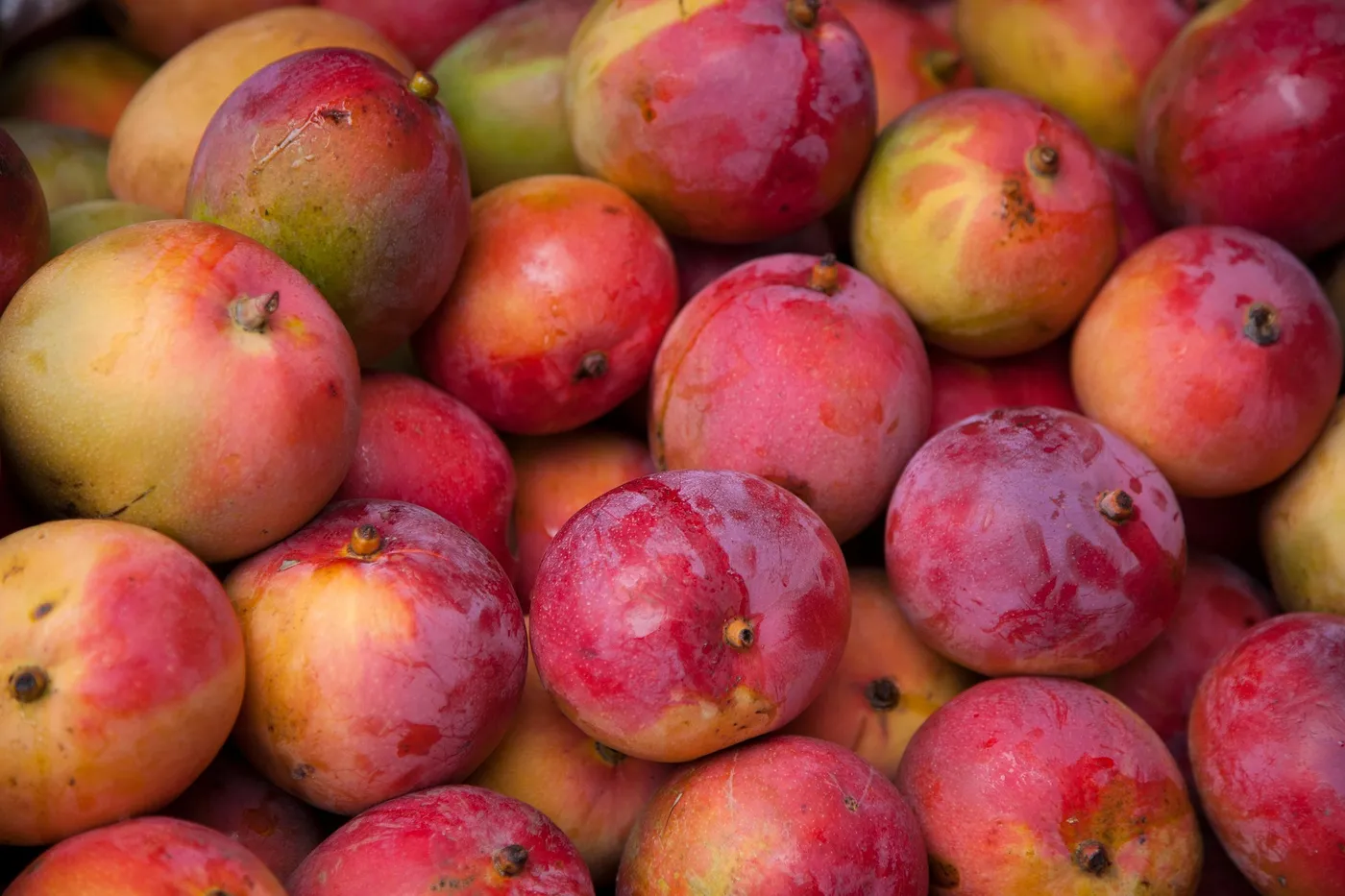 Mango — Photo 5