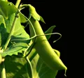 Mangetout — Photo 5