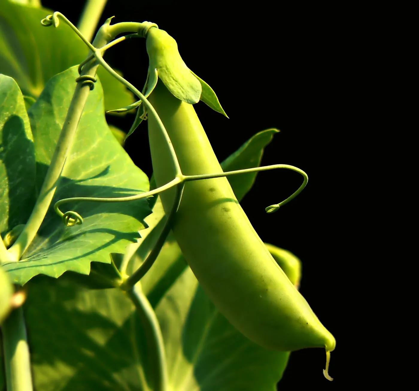 Mangetout — Photo 5