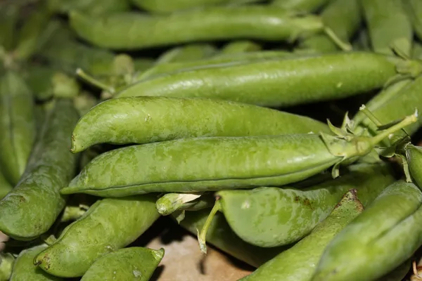 Mangetout — Photo 6