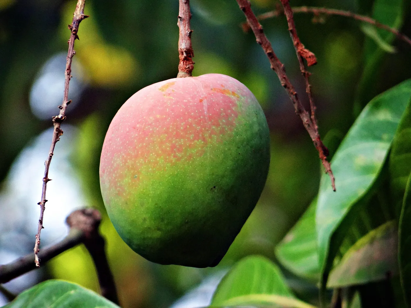 Mango — Photo 6