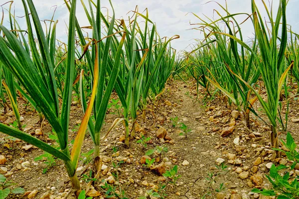 Garlic — Photo 7