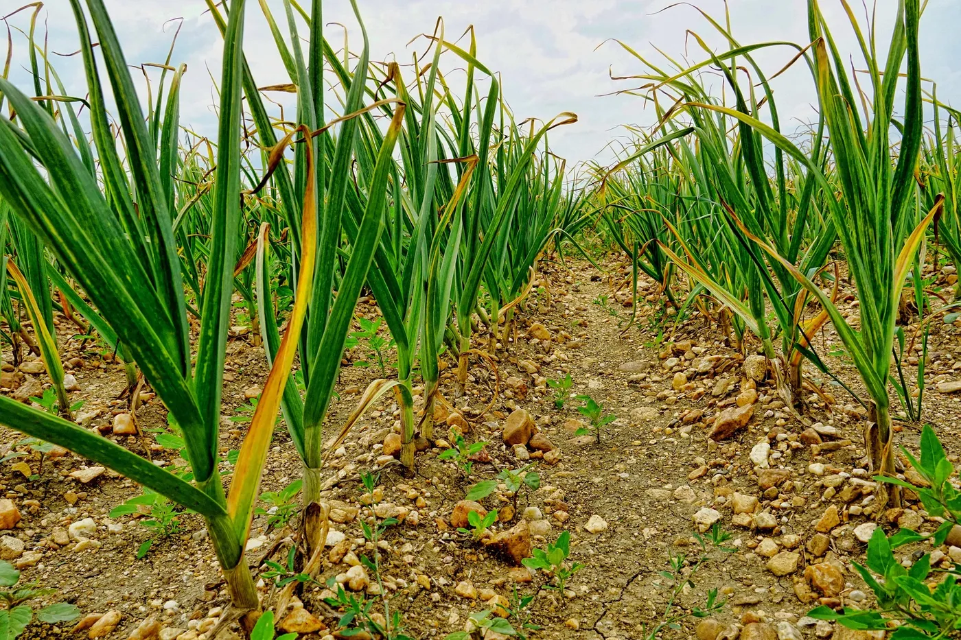 Garlic — Photo 7