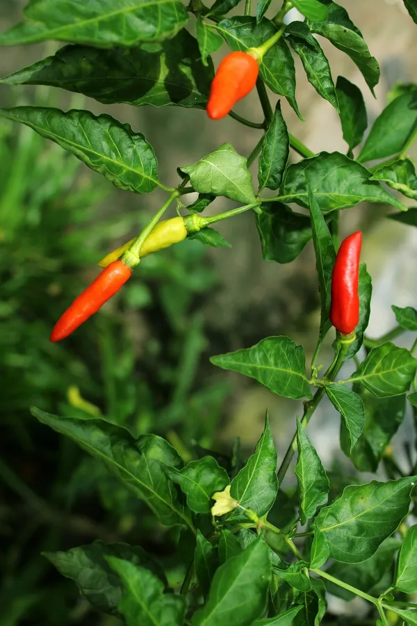 Chilli Peppers — Photo 5