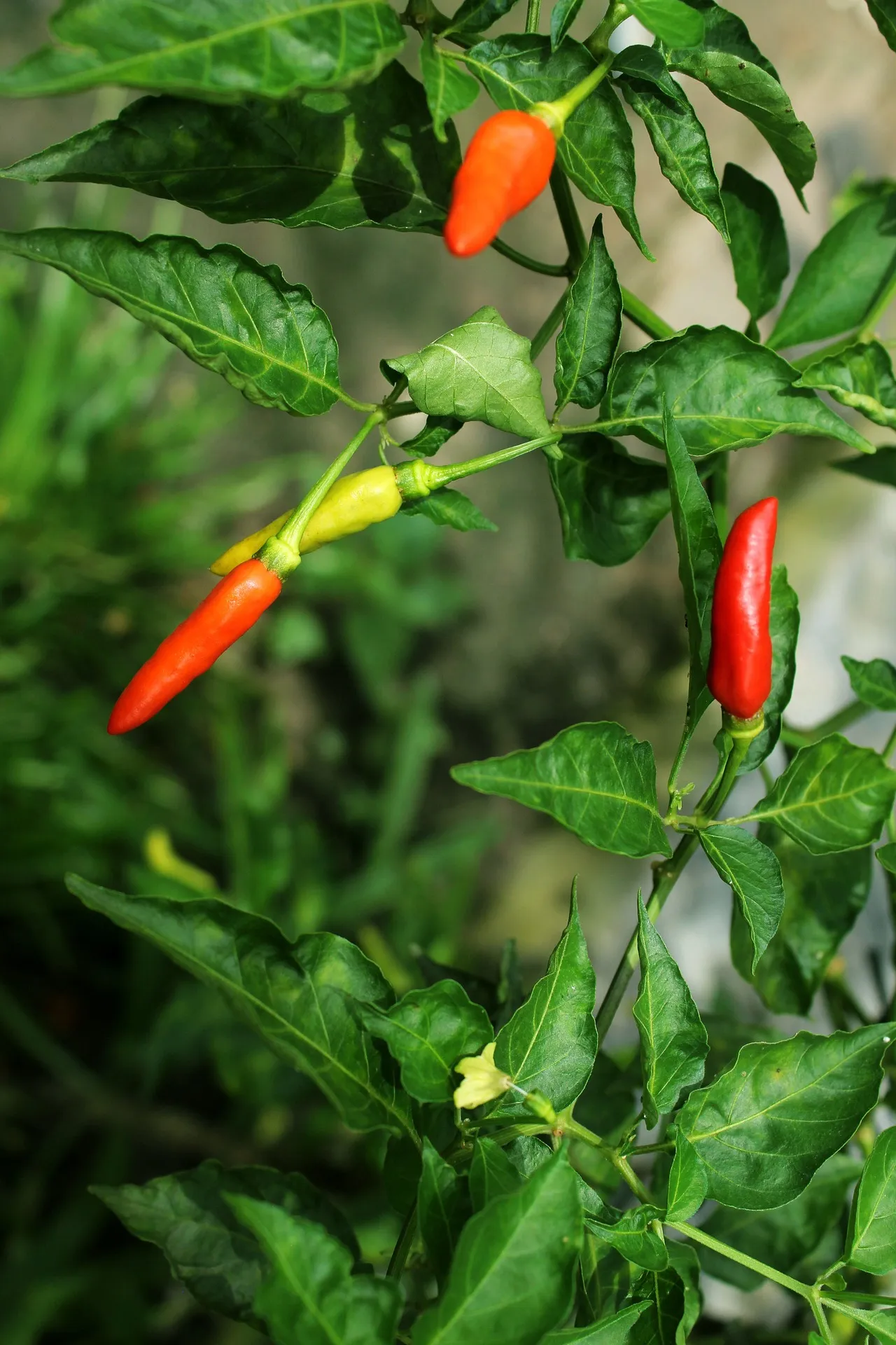 Chilli Peppers — Photo 5