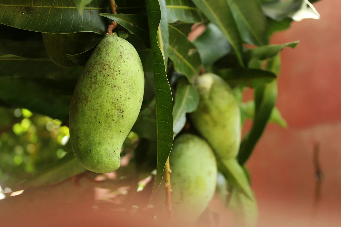 Mango — Photo 7