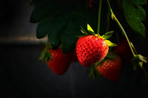Strawberries — Photo 6