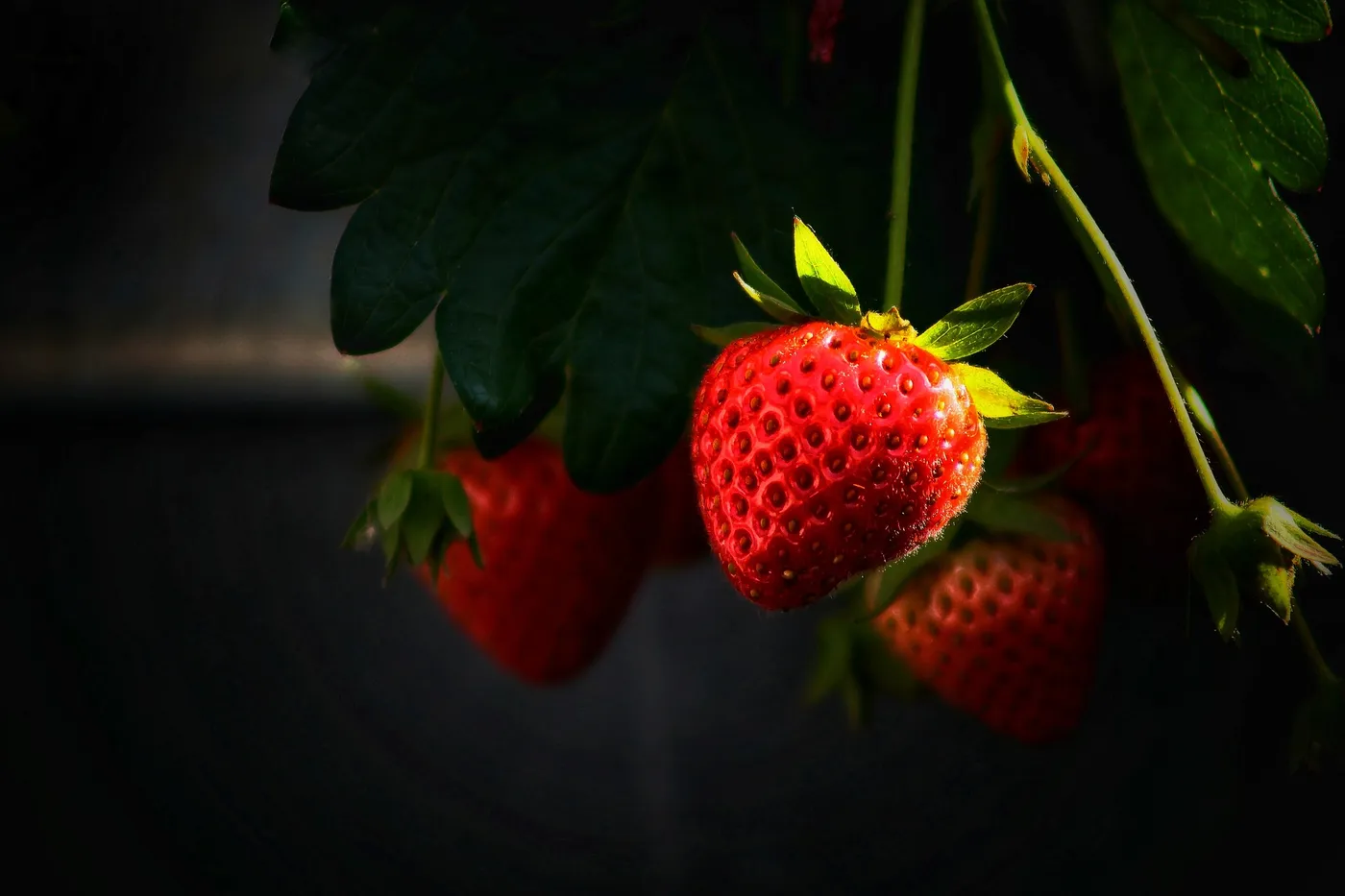 Strawberries — Photo 6