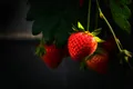 Strawberries — Photo 6
