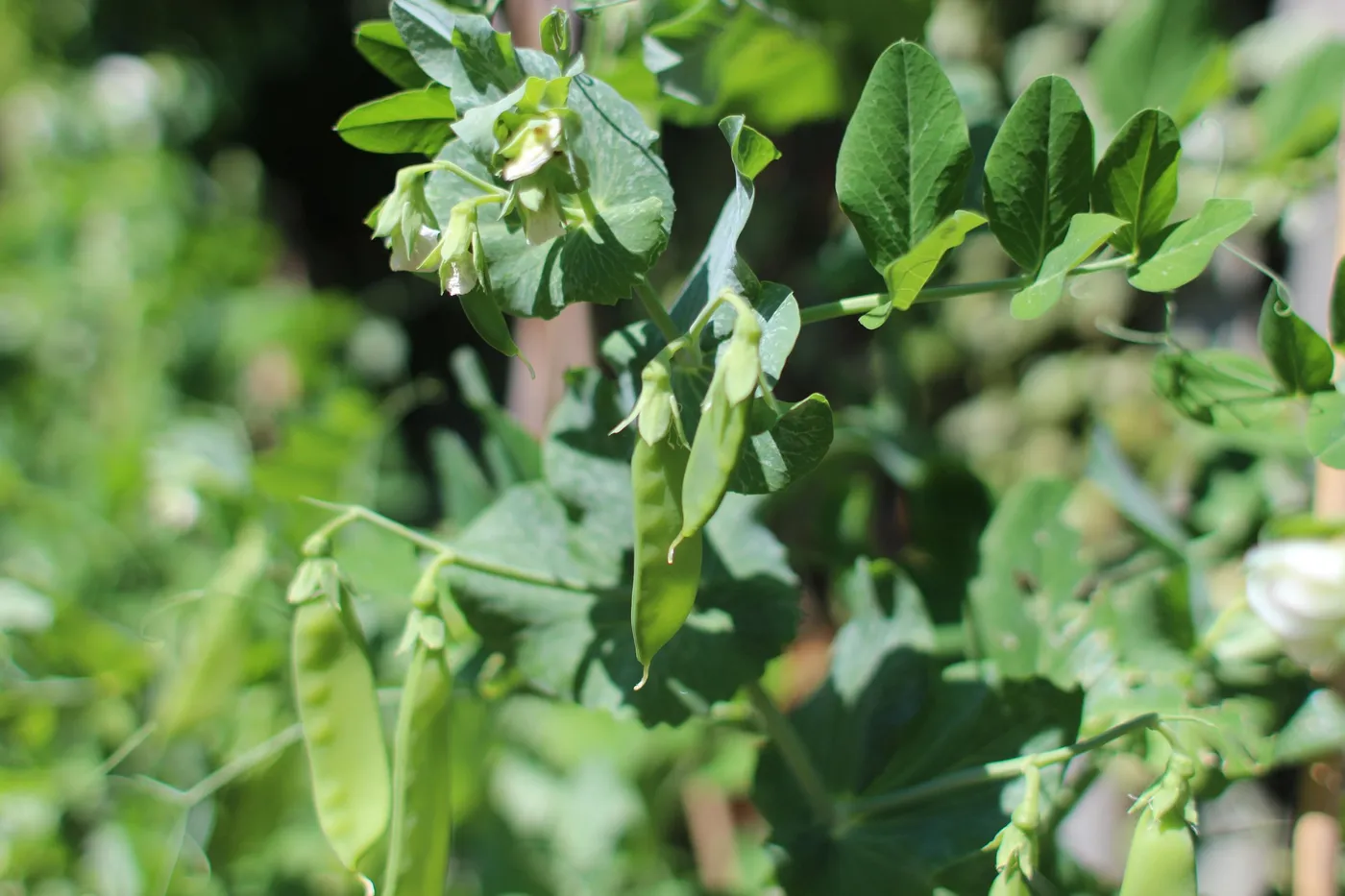 Mangetout — Photo 7