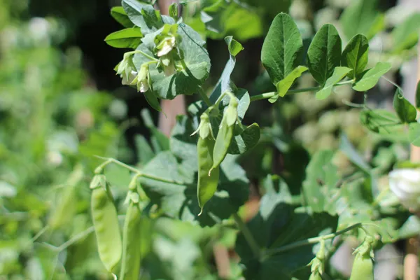 Mangetout — Photo 7