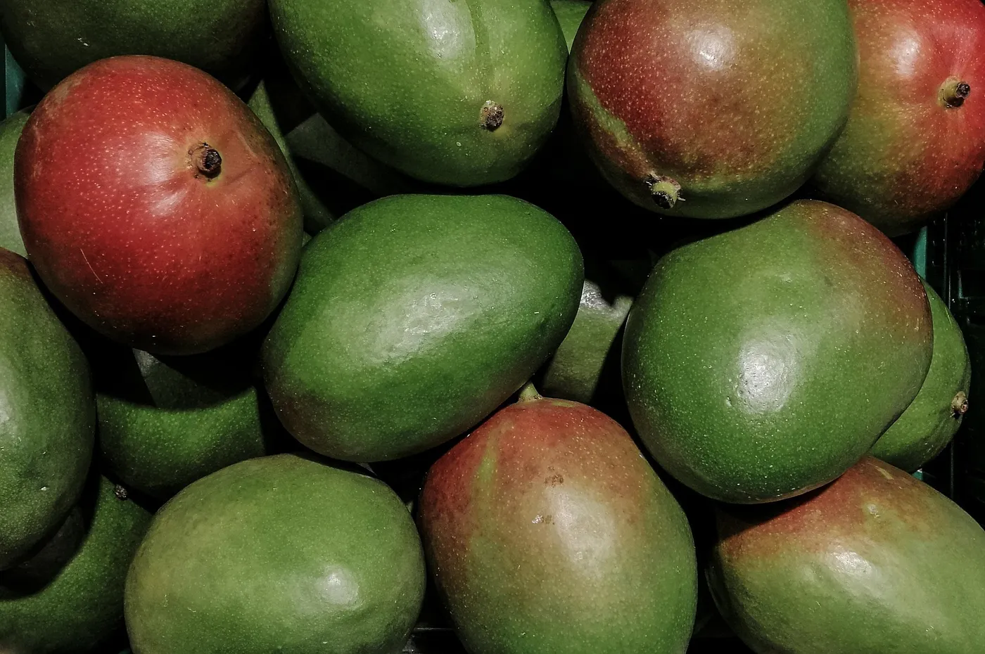 Mango — Photo 9