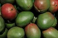 Mango — Photo 9