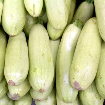Zucchini — Photo 4